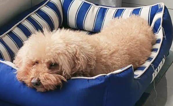 萌格cdv犬瘟热试纸多少钱 萌格cdv犬瘟热试纸多少钱