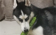 狗狗能不能吃苦瓜