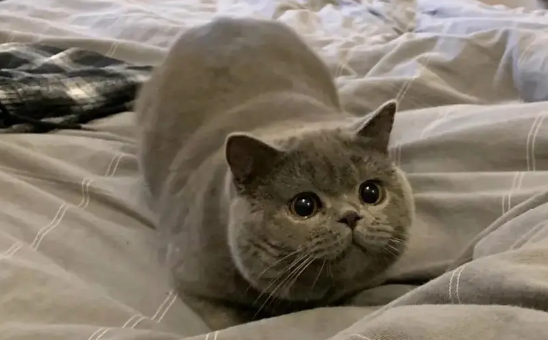 猫鼻炎和猫鼻支有区别吗