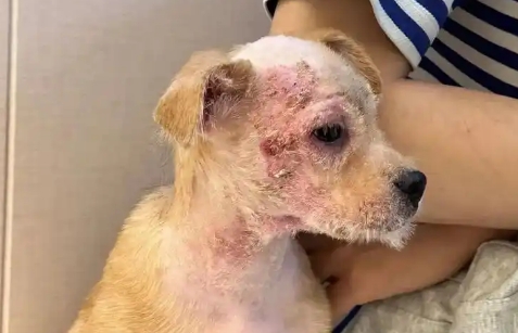 小狗得了传染病有哪些症状
