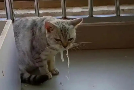 猫吐白色泡沫粘液是什么样子的