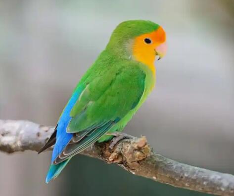 鹦鹉一直啄自己的羽毛代表什么