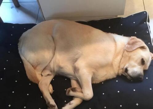 拉布拉多怎么才能长肉