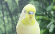 虎皮鹦鹉可以吃生菜吗