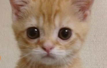 猫一直漏稀屎怎么回事