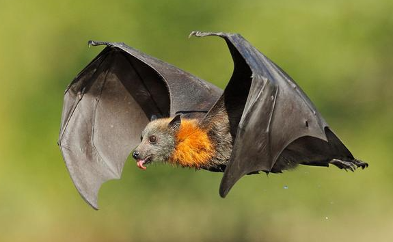 蝙蝠侠被蝙蝠咬过吗