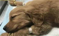 幼犬肠胃炎禁食禁水多久