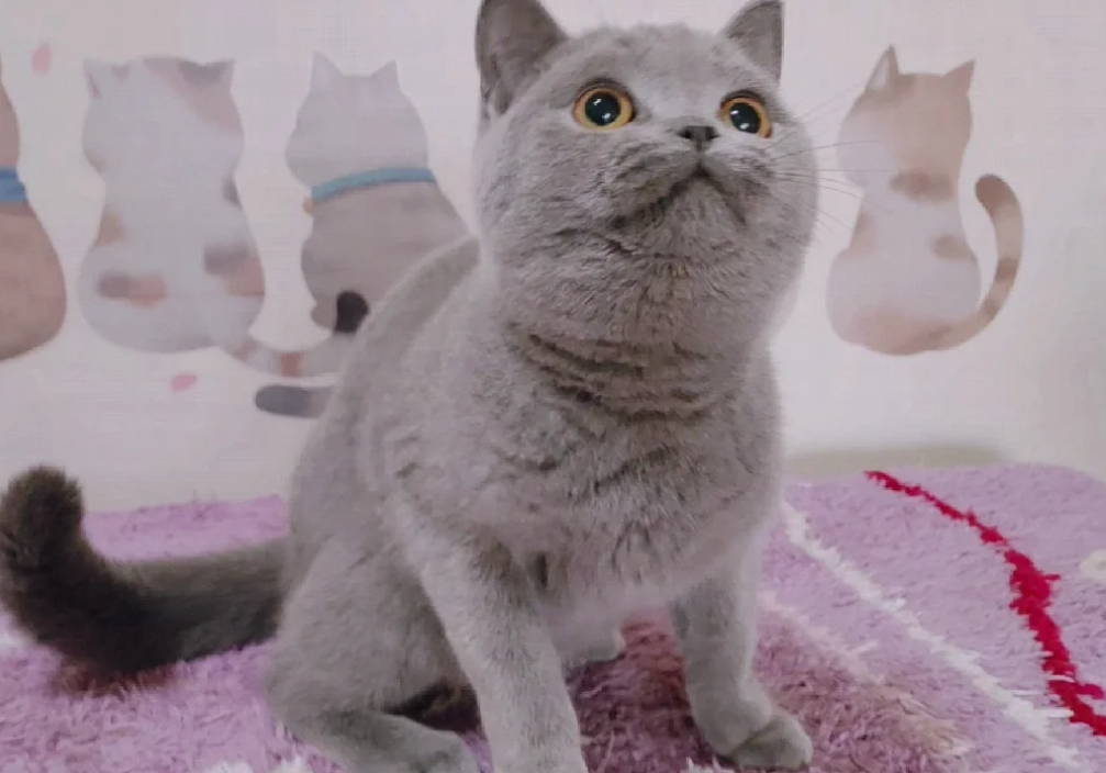 英短蓝猫成年有多少cm