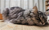 猫咪吐白色粘液怎么办