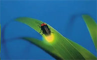 萤火虫寿命是多少天