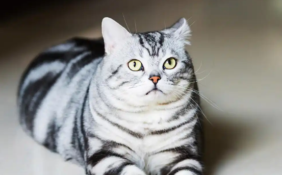 美短虎斑猫一般几个月发腮