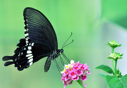 蝴蝶的种类很多 蝴蝶的种类很多