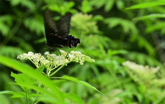 蝴蝶进家好不好 蝴蝶进家好不好