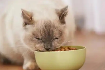 宠康源猫粮是哪里生产的 宠康源猫粮是哪里生产的