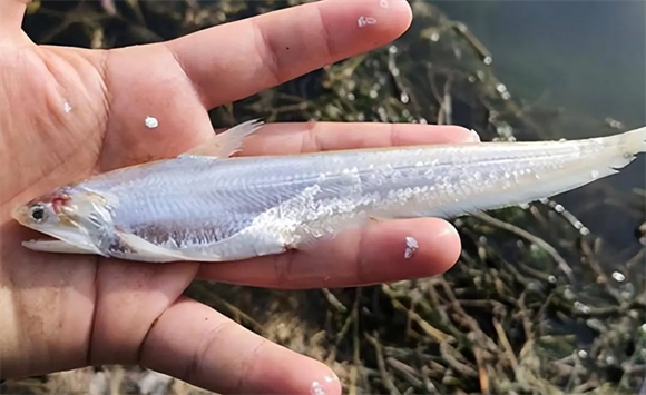 长江三鲜之刀鱼探秘