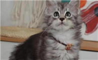 猫传腹吃什么吐什么