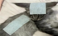 猫咪退烧后多久恢复精神
