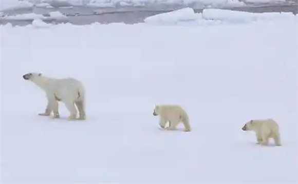 北极熊擅长什么