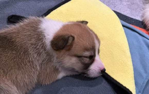 宠物满月宴引发热议,你如何看待这件事? 宠物满月宴引发热议,你如何看待这件事?