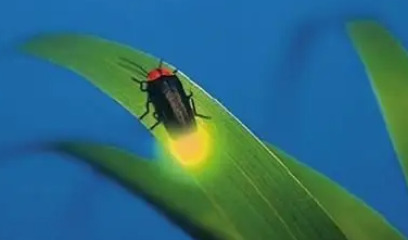 萤火虫有天敌吗 萤火虫有天敌吗