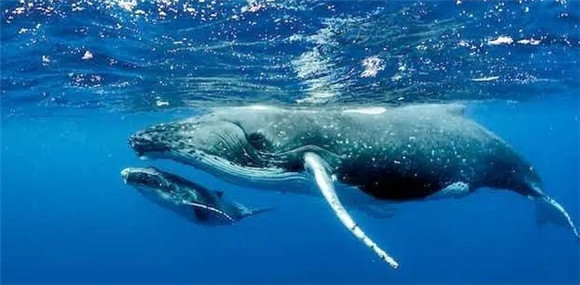 鲸鱼要灭绝了吗 鲸鱼要灭绝了吗