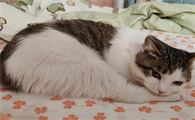 猫咪退烧针一般打几天