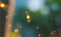 萤火虫怎么发光