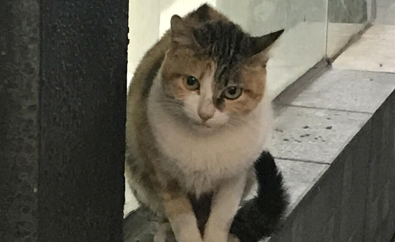 猫咪吐出黄水的东西 猫咪吐出黄水的东西