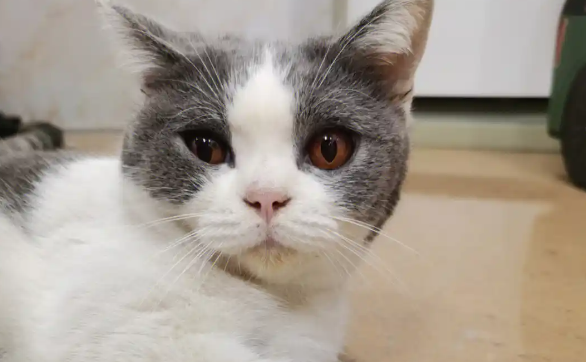 猫咪耳朵流出黄水把毛都粘住了