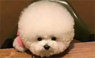 成年比熊一天只喂一次行吗