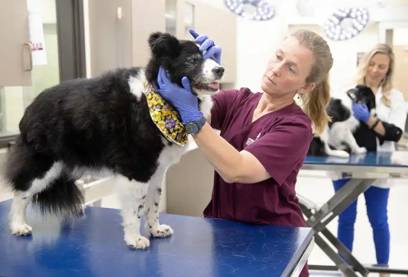 超1000只老年犬参与试验,抗衰老初创瞄准宠物市场 超1000只老年犬参与试验,抗衰老初创瞄准宠物市场