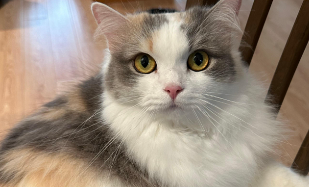 美里美亚吡虫啉莫昔克丁滴剂猫舔了有害吗