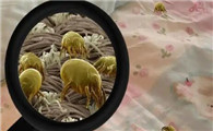 杀螨虫用什么消毒液最好