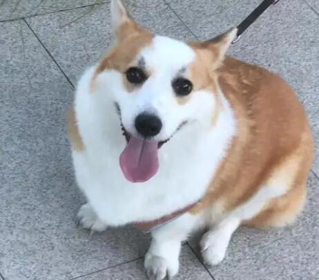 狗能喝鲜羊奶吗 狗能喝鲜羊奶吗