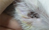 猫耳朵流黄水是什么病