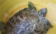 夏天乌龟不吃食是什么原因