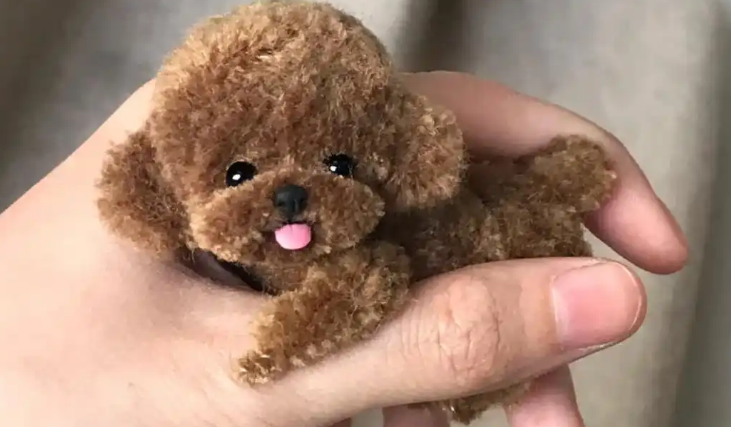 小型泰迪犬一般多少斤