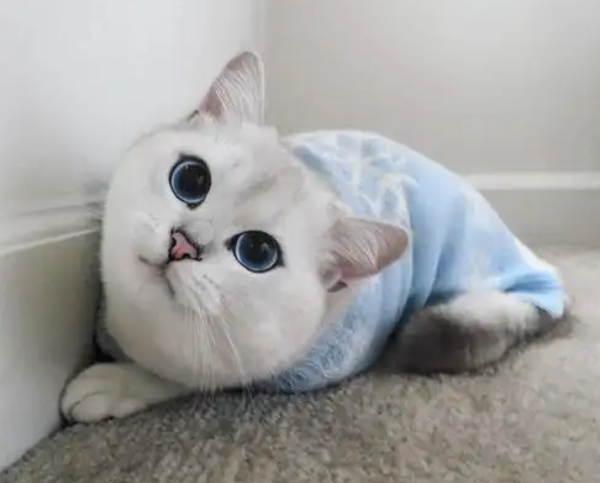 猫咪退烧针间隔几小时打次
