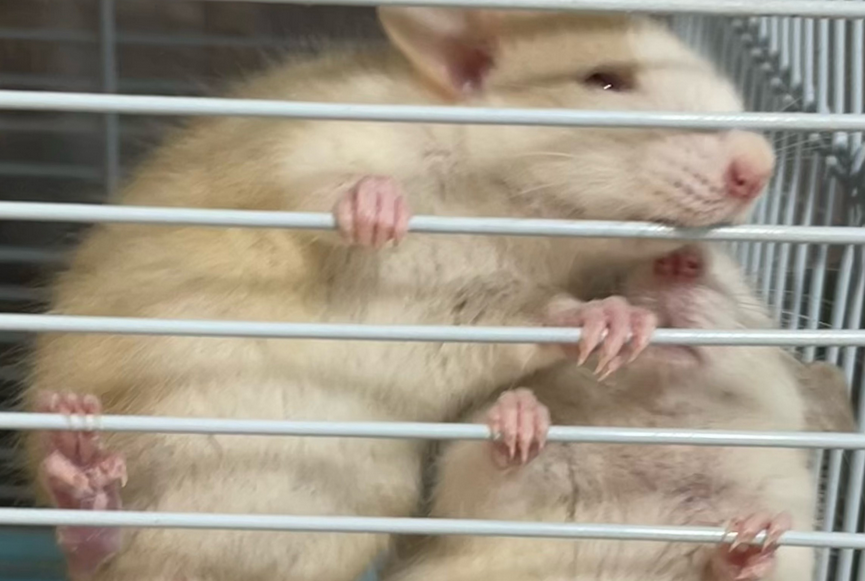 仓鼠啃笼子咋回事