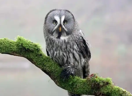 猫头鹰毛有什么作用 猫头鹰毛有什么作用