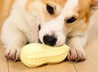 HOUYA狗狗玩具怎么样 HOUYA狗狗玩具怎么样