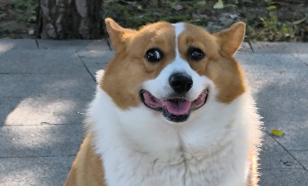 狗狗毛发稀少是什么原因