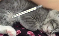 猫咪退烧针的药效持续多久