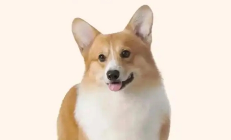柯基几个月开始认主人