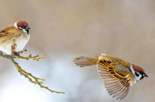 麻雀的声音好听吗 麻雀的声音好听吗