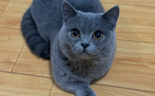 蓝猫六个月一般多少斤算胖的