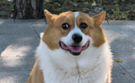 狗狗毛发稀少是什么原因