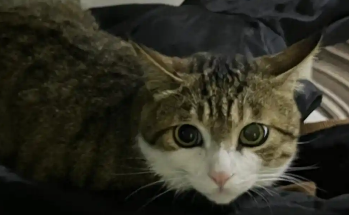 绝育公猫乱尿怎么解决 绝育公猫乱尿怎么解决