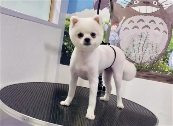博美毛全剃了什么样子 博美毛全剃了什么样子
