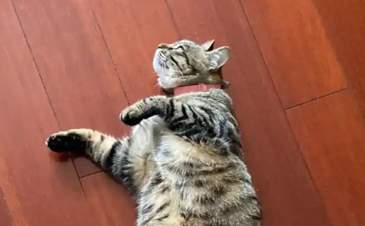 猫吃多了肚子鼓鼓和猫传腹